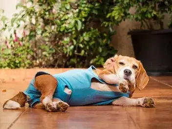 Jak zrobić ubranko pooperacyjne dla psa, aby zapewnić mu komfort