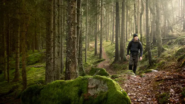 Wie viele Zecken haben FSME? Erschreckende Fakten und Statistiken