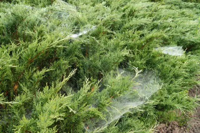 Jak usunąć pajęczyny z elewacji - sprawdzone sposoby na czystość