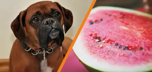 Czy pies może jeść arbuza? Poznaj korzyści i zagrożenia dla pupila