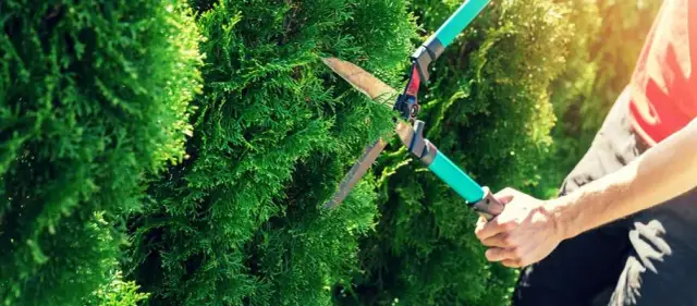 Jak obcinać żywopłot, aby uniknąć błędów i osiągnąć idealny kształt
