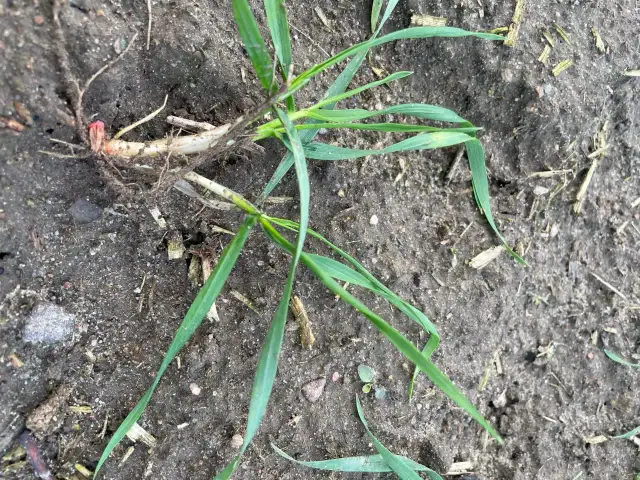 Plonvit zboża ile na hektar - jak uniknąć błędów w dawkowaniu