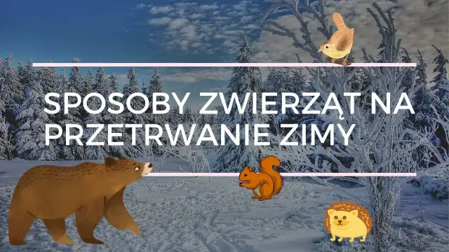 Jak zwierzęta przygotowują się do zimy - film edukacyjny dla dzieci