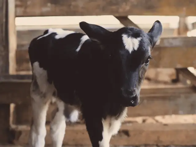 Hodowla byków jak zacząć - kluczowe kroki, które musisz znać