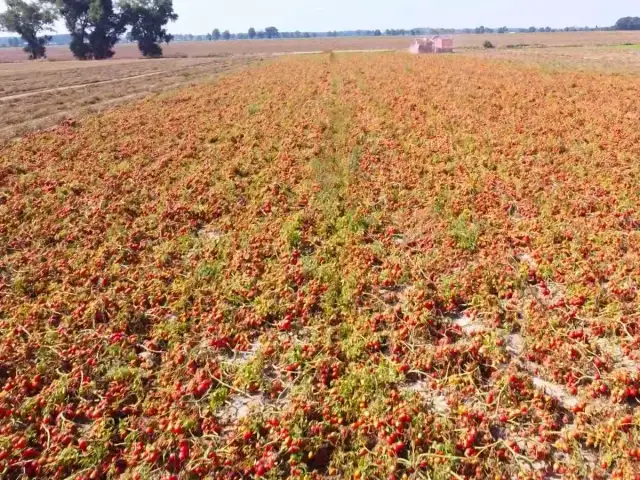 Ogromne pole dojrzałych pomidorów, gotowych do zbioru. Uprawa pomidora w polu w pełnym rozkwicie.