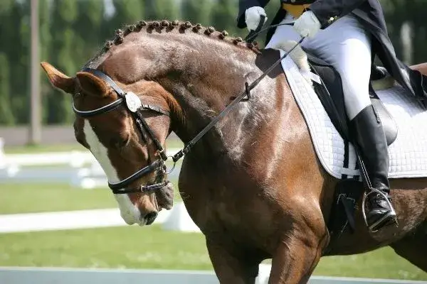 Jak zapleść koreczki koniowi? Poradnik krok po kroku na zawody