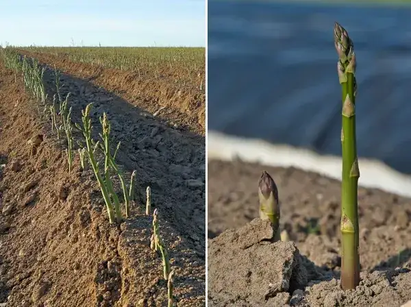 Kiedy sadzić szparagi? Wiosna kluczem do zbiorów! Poradnik