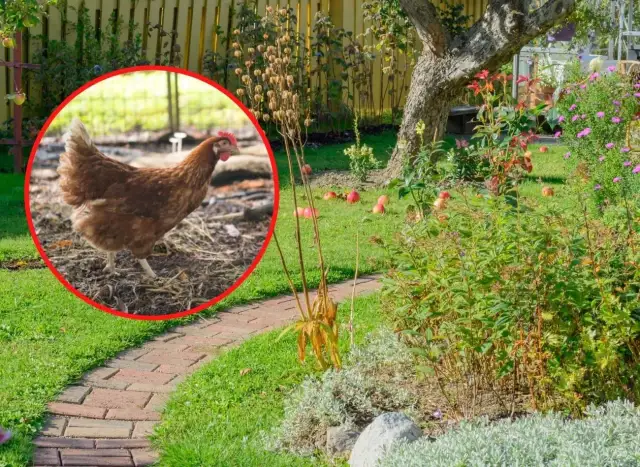 Jak często podlewać nawozem kurzym, aby uniknąć uszkodzeń roślin?