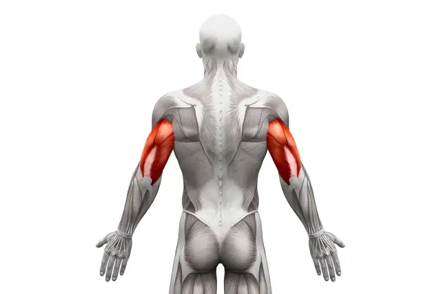 Triceps: Jak rozciągać, by zwiększyć siłę i uniknąć kontuzji?