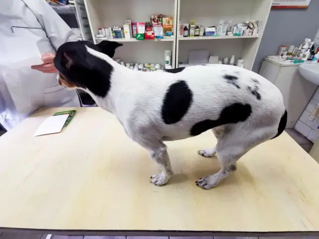 Koszty weterynarza dla psa 2026: Cennik, co wpływa na ceny?