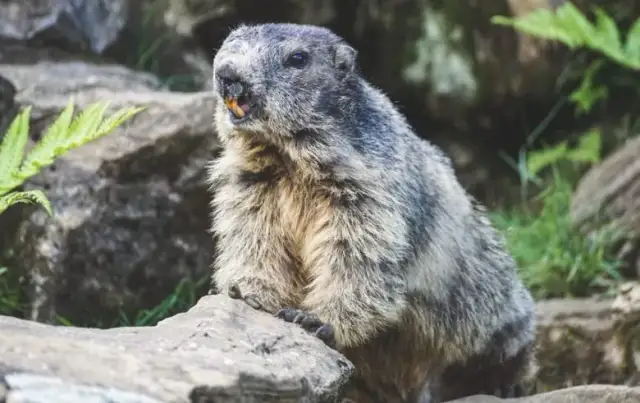 Jakie zwierzęta żyją w górach? Odkryj fascynującą faunę Tatr i Alp