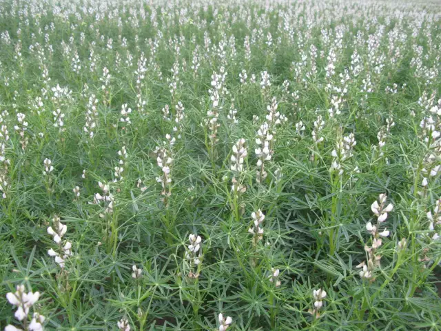 Kiedy siać łubin na przyoranie, aby uzyskać najlepsze plony?