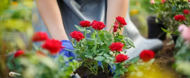 Róża jak sadzić: uniknij najczęstszych błędów przy sadzeniu
