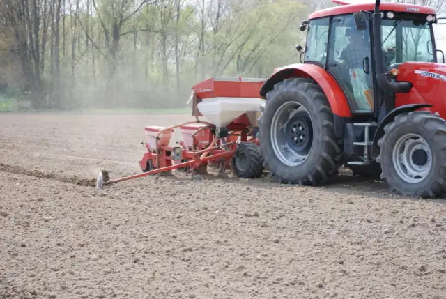 Na jaką głębokość siać kukurydzę, by uniknąć problemów z wschodami?