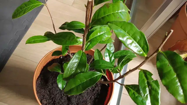 Jak rośnie herbata? Od krzewu do filiżanki i uprawa w domu