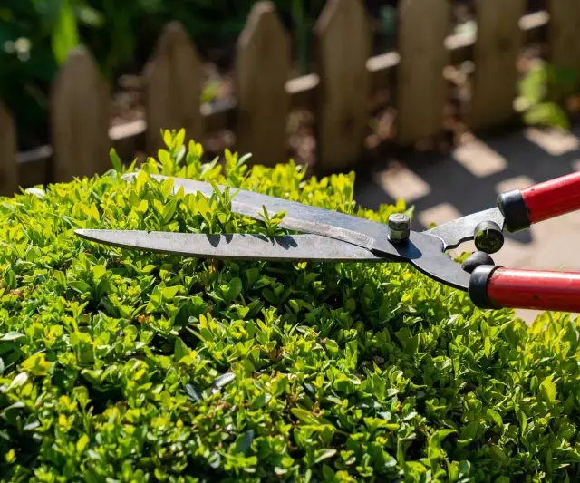 Jak przycinać bukszpan? Poradnik krok po kroku dla pięknych krzewów