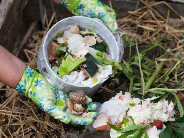 Czy można sadzić w kompoście? Odkryj zalety i pułapki uprawy