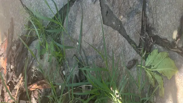 Pokonaj wijące się chwasty! Identyfikacja i sprawdzone metody