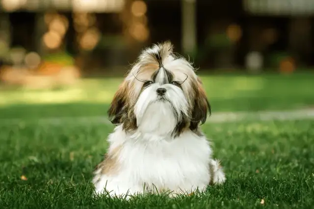 Shih Tzu ma włosy czy sierść? Odkryj różnice i pielęgnację