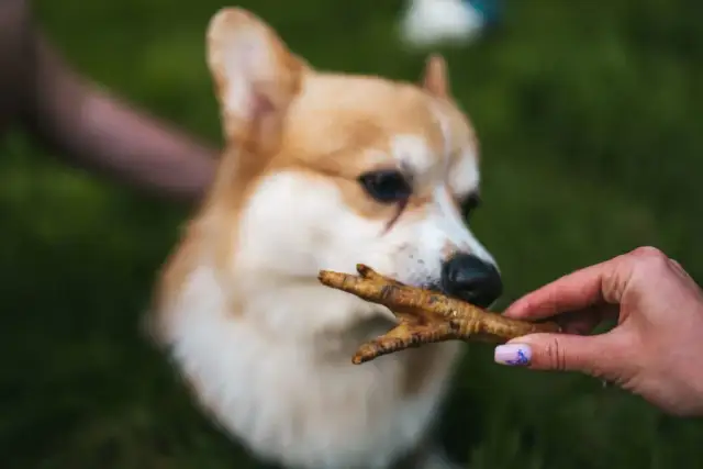 Czy pies może jeść kurczaka? Bezpieczne sposoby i potencjalne alergie