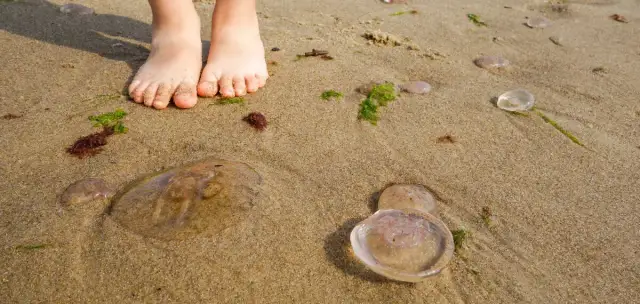 Czy meduzy w Bałtyku parzą? Sprawdź, które są niebezpieczne dla ludzi