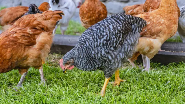 Czy kury trzeba rejestrować? Kluczowe informacje