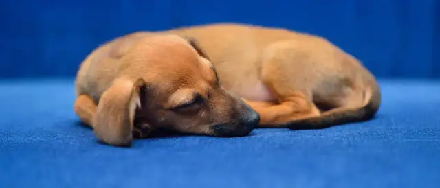 Ile spi 8 tyg szczeniak? Odkryj, jak zapewnić mu zdrowy sen