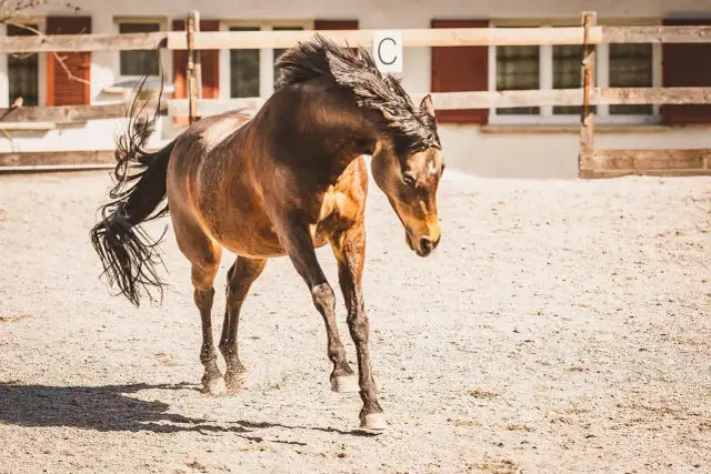 Pracownik stadniny obsługujący konie – kluczowe obowiązki i wymagania