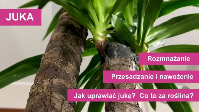 Jak sadzić jukę: proste kroki, by uniknąć błędów w uprawie