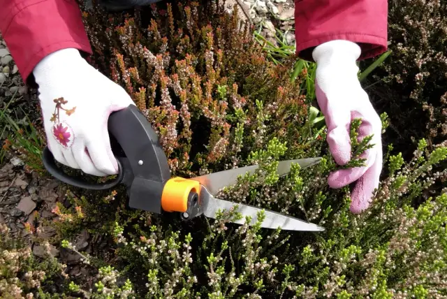 Jak przycinać wrzosy po zimie, aby uniknąć błędów i cieszyć się pięknem