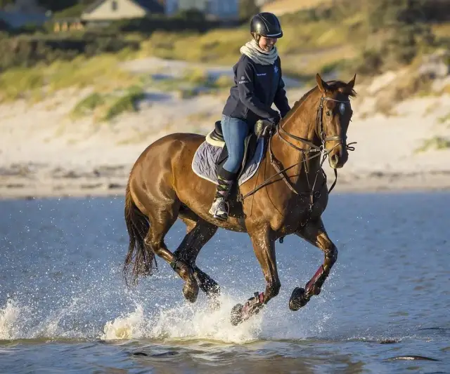Stadniny koni Gorzów i okolice: przewodnik po ofercie i cenach