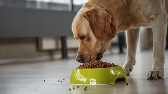 Qué come un perro: alimentos esenciales para su salud y bienestar