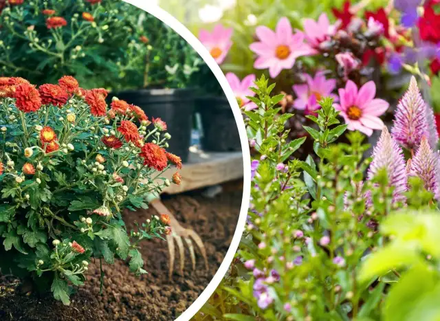 Co można sadzić w sierpniu? Oto rośliny, które warto wybrać