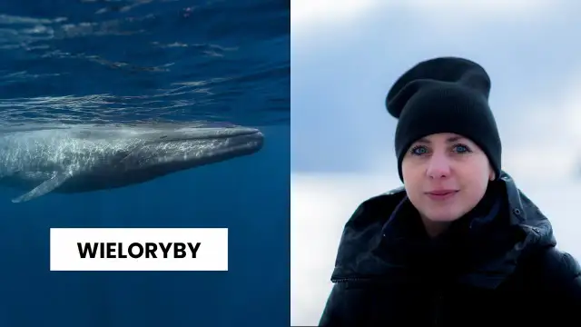 Jak rozmnażają się wieloryby? Fascynujące fakty o ich życiu i młodych