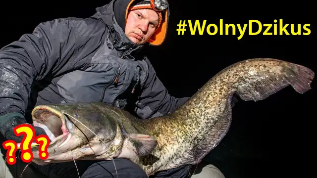 Przynęty na suma: Co naprawdę działa? Porady Damiana Baranowskiego