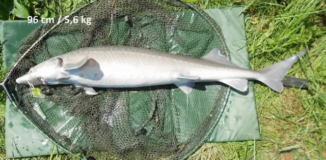 Skuteczna przynęta na jesiotra - najlepsze opcje, które działają