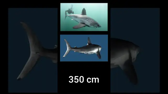 Czy w Bałtyku są rekiny? Rzadkie gatunki i ich bezpieczeństwo