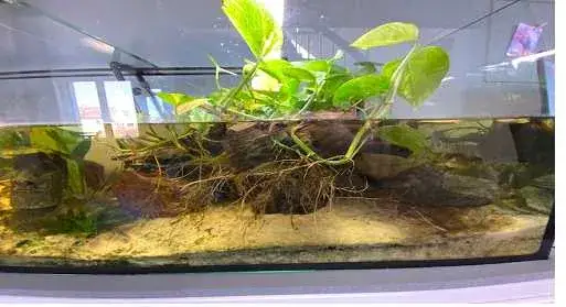 Jakie akwarium dla żółwia wodno-lądowego? Kluczowe wymiary i wyposażenie