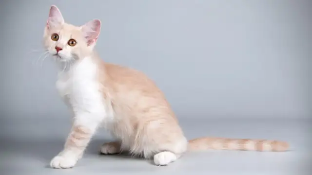 Kot Afrodyty biały - unikalne cechy, pielęgnacja i zdrowie kota