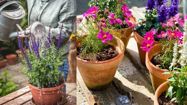 Jakie rośliny na taras dobierać - Praktyczny poradnik dla początkujących