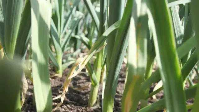 Jak uprawiać czosnek: proste błędy, które mogą zrujnować plony