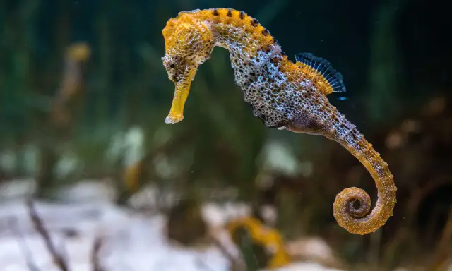 Czy koniki morskie żyją w Bałtyku? Odkryj prawdę o ich siedliskach