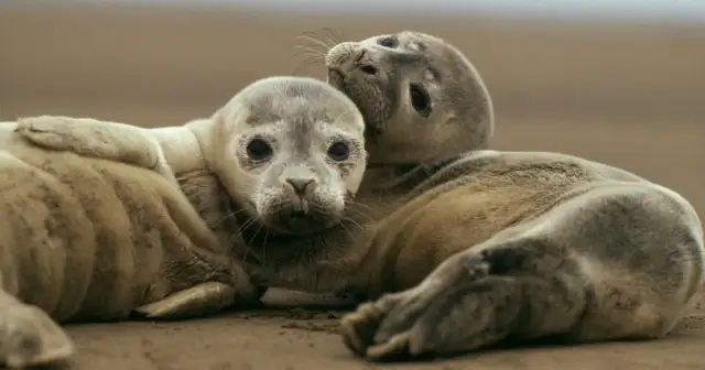 Co żyje w Bałtyku? Odkryj fascynujący świat morskiej fauny