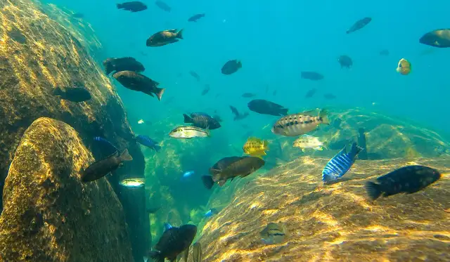 Kolorowe ryby z jeziora Malawi pływają wśród skalistego dna.