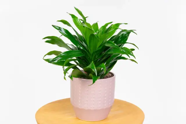 Rośliny do salonu: Wybierz idealne, bezpieczne i łatwe w uprawie