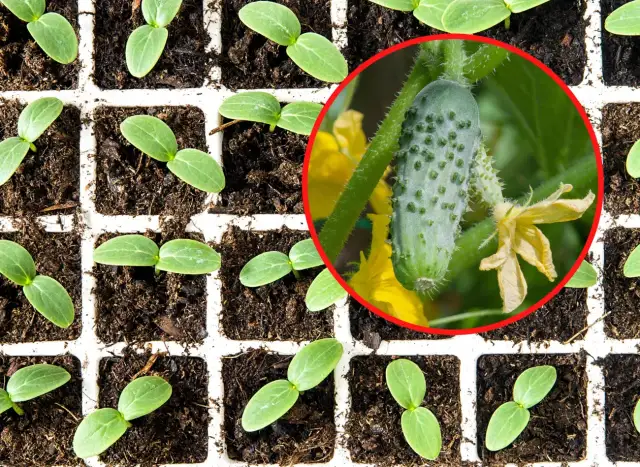 Sadzenie ogórków gruntowych: Kiedy i jak dla najlepszych plonów