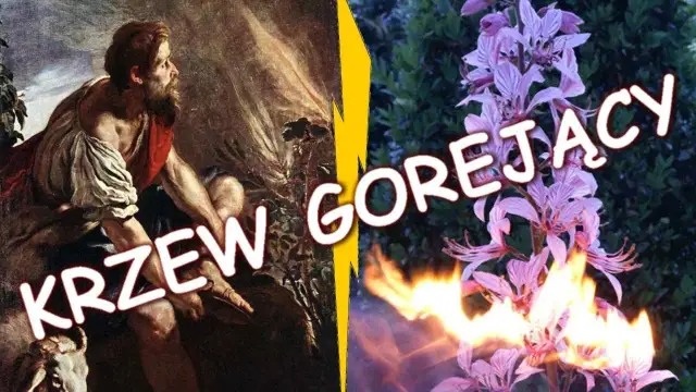Krzak gorejący frazeologizm – znaczenie i biblijne konteksty