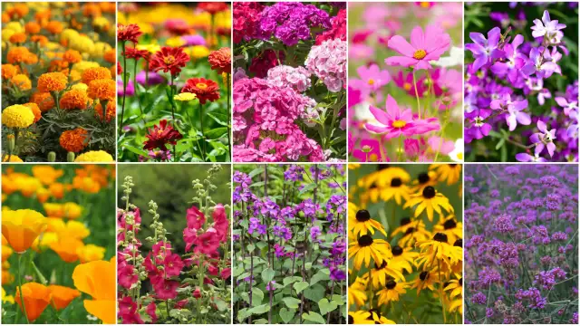 Kolorowy ogród pełen kwiatów: aksamitki, cynie, goździki, kosmosy, lewkonie, maki, malwy, dzwonki i rudbekie. Jakobinka w ogrodzie kwitnie obficie.