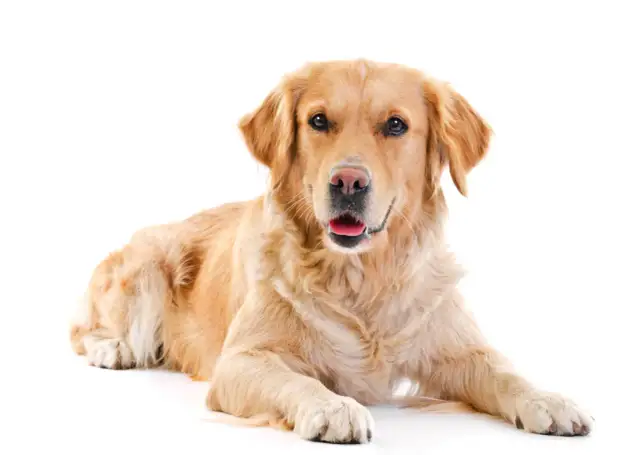 Ile je golden retriever? Odkryj idealne porcje dla psa