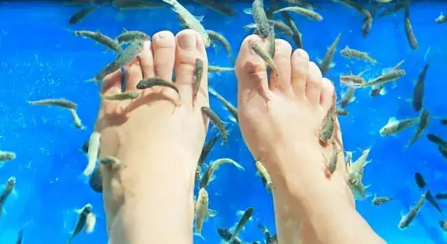 Rybki które jedzą martwy naskórek: korzyści, bezpieczeństwo i pielęgnacja